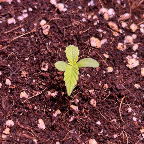 2.0 growlog timeline photo