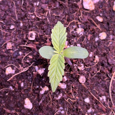 2.0 growlog timeline photo
