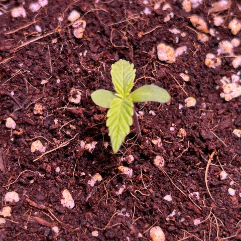 2.0 growlog timeline photo