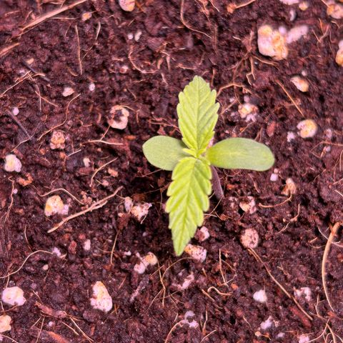 2.0 growlog timeline photo