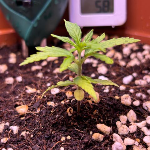 1.0 growlog timeline photo