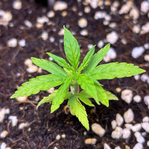 1.0 growlog timeline photo