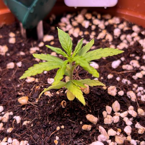 1.0 growlog timeline photo