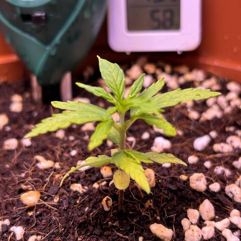 1.0 growlog timeline photo