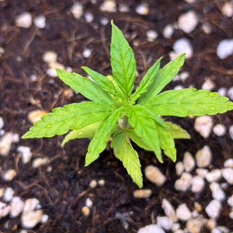 1.0 growlog timeline photo