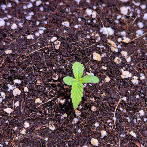 2.0 growlog timeline photo