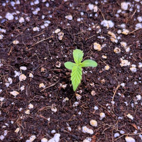 2.0 growlog timeline photo