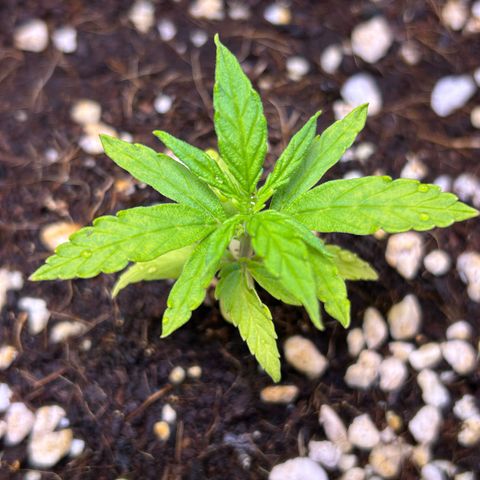 1.0 growlog timeline photo