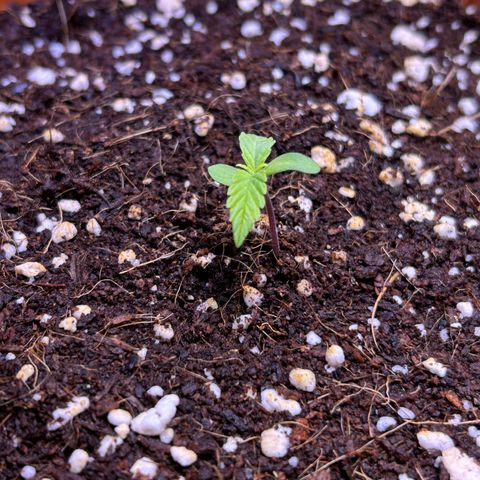 2.0 growlog timeline photo