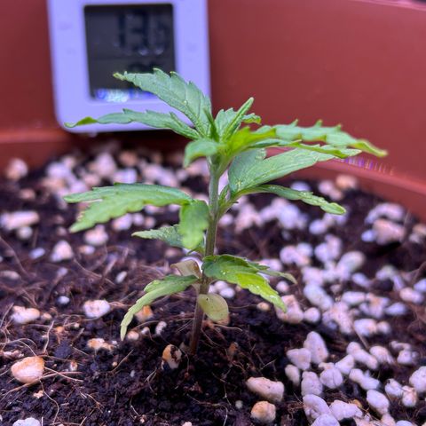 1.0 growlog timeline photo