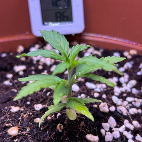 1.0 growlog timeline photo