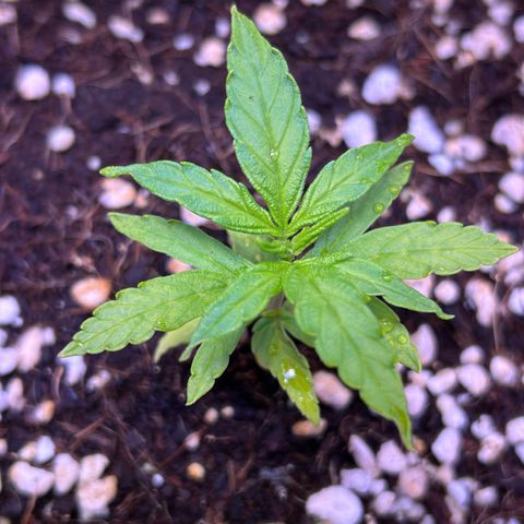 1.0 growlog timeline photo