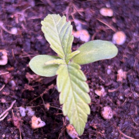 2.0 growlog timeline photo