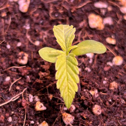 2.0 growlog timeline photo
