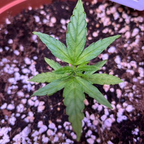 1.0 growlog timeline photo