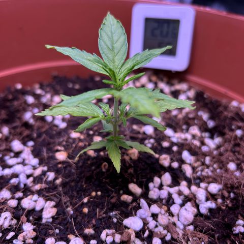 1.0 growlog timeline photo