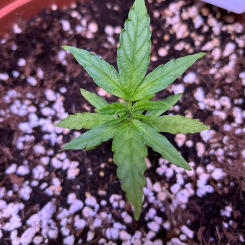 1.0 growlog timeline photo