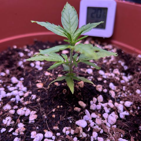 1.0 growlog timeline photo