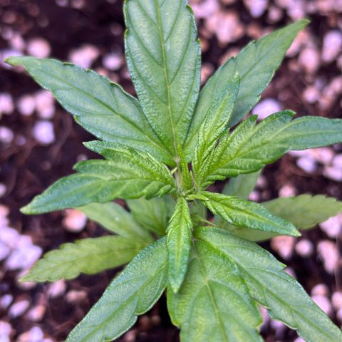1.0 growlog timeline photo