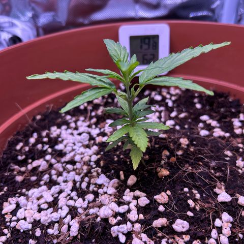 1.0 growlog timeline photo