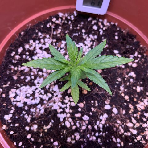 1.0 growlog timeline photo