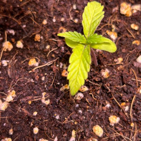 2.0 growlog timeline photo
