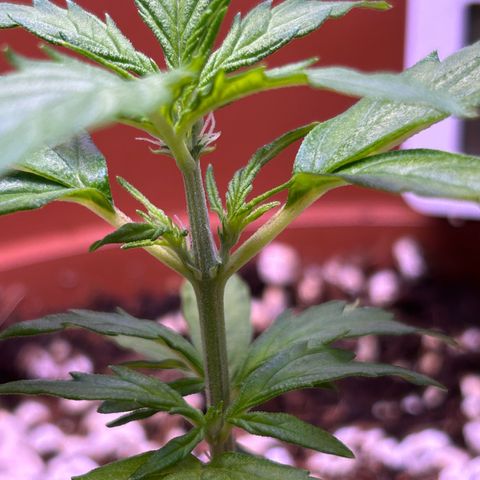 1.0 growlog photo: 生毛