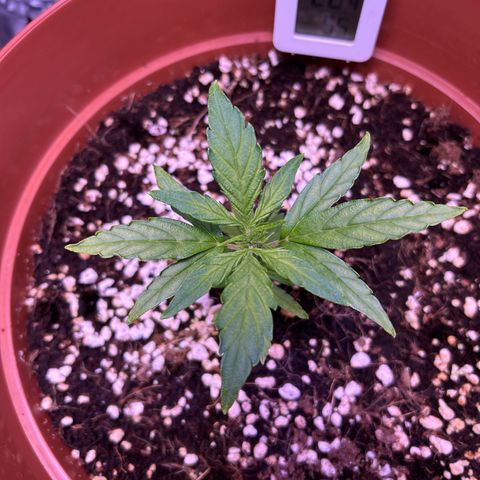 1.0 growlog photo: 生毛