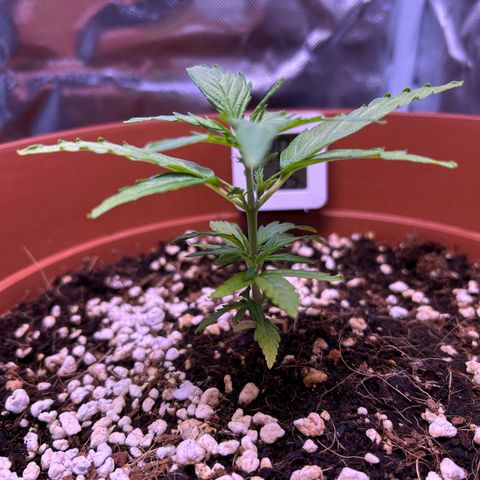 1.0 growlog photo: 生毛