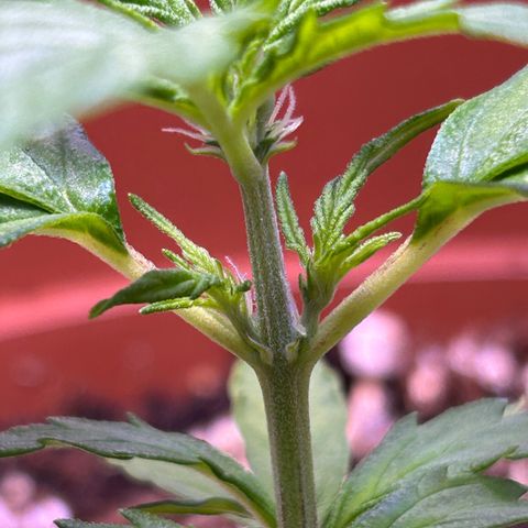 1.0 growlog photo: 生毛