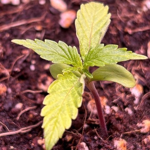 2.0 growlog timeline photo