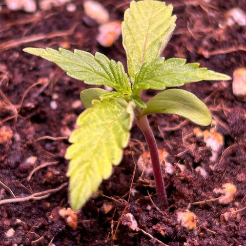 2.0 growlog timeline photo