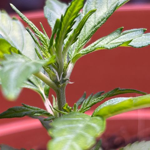 1.0 growlog timeline photo
