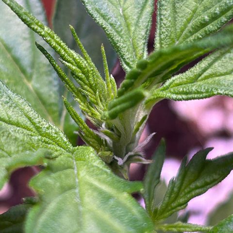1.0 growlog timeline photo