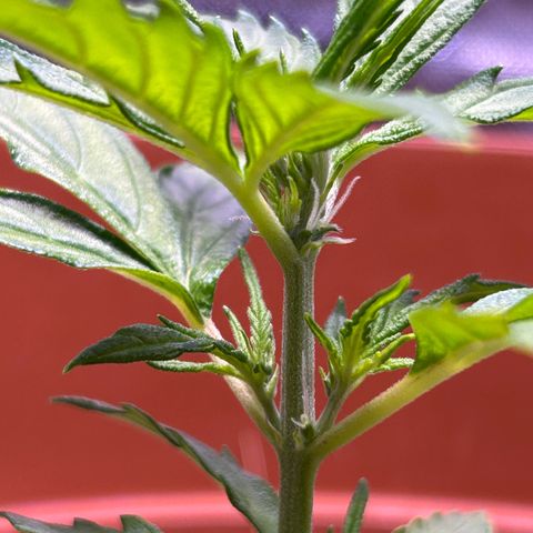 1.0 growlog timeline photo