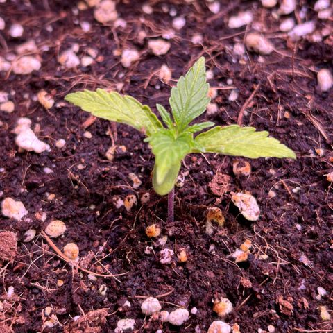 2.0 growlog timeline photo