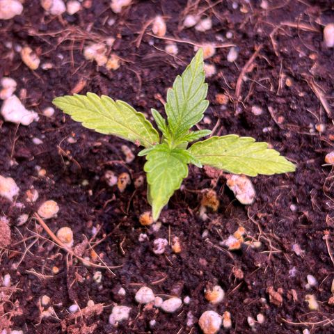 2.0 growlog timeline photo