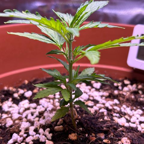 1.0 growlog timeline photo
