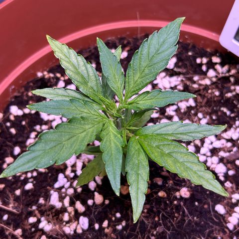 1.0 growlog timeline photo