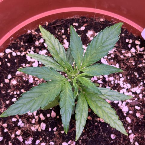 1.0 growlog timeline photo