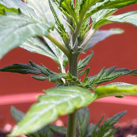 1.0 growlog timeline photo