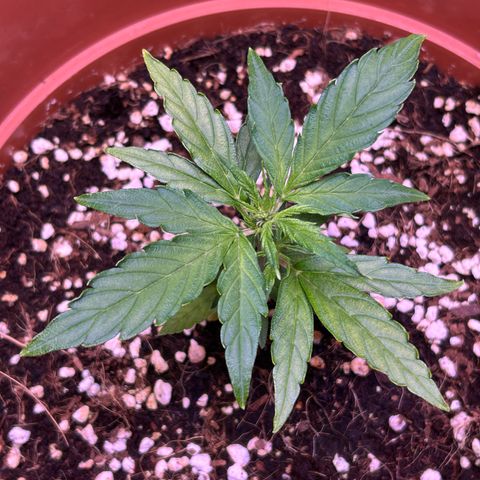 1.0 growlog timeline photo