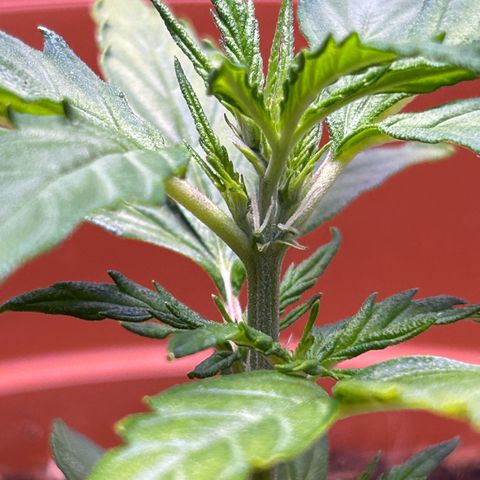 1.0 growlog timeline photo