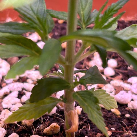 1.0 growlog timeline photo