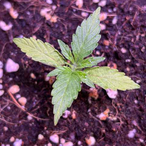 2.0 growlog timeline photo