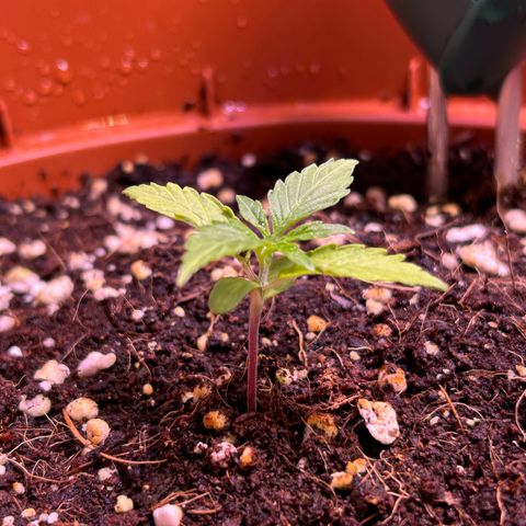 2.0 growlog timeline photo