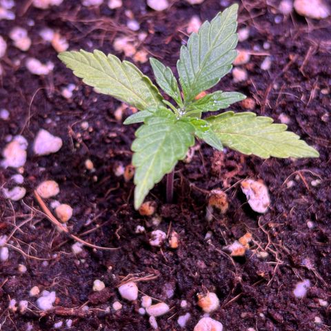 2.0 growlog timeline photo