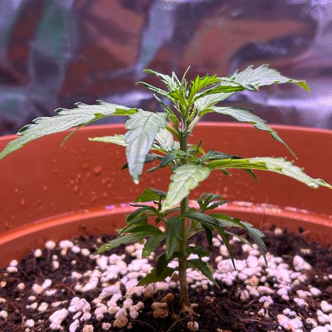 1.0 growlog timeline photo