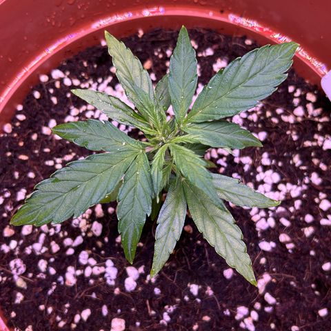 1.0 growlog timeline photo