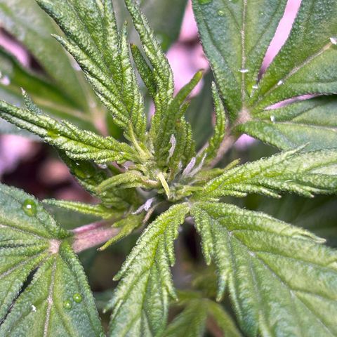 1.0 growlog timeline photo